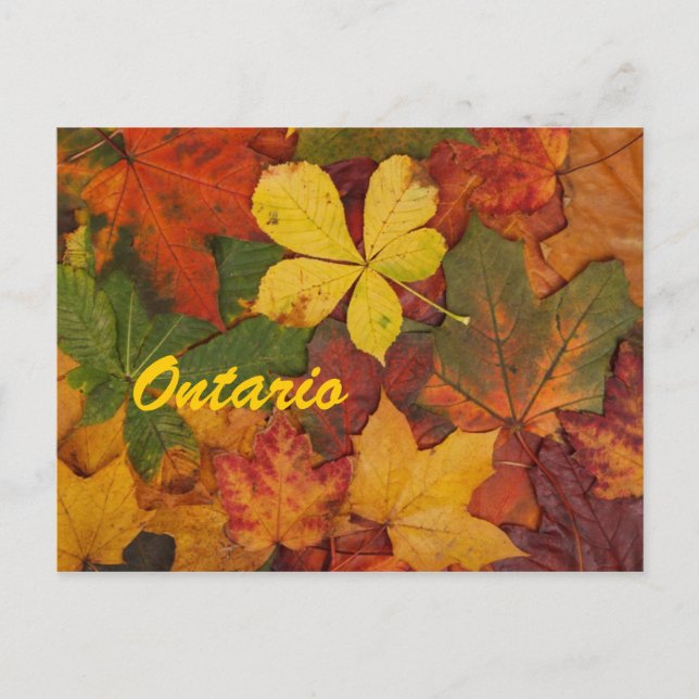 Ontario Autumn Leaves Postcard Postkarte (Vorderseite)