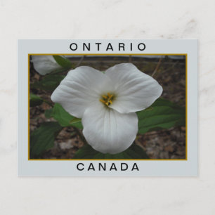 Ontario, Kanada Trillium Postkarte