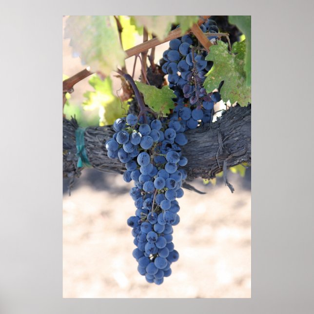 OnTheVine Poster (Vorne)