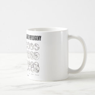 Ontogenie rekapituliert Phylogenese (Biologie) Tasse
