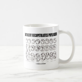 Ontogenie rekapituliert Phylogenese (Biologie) Tasse