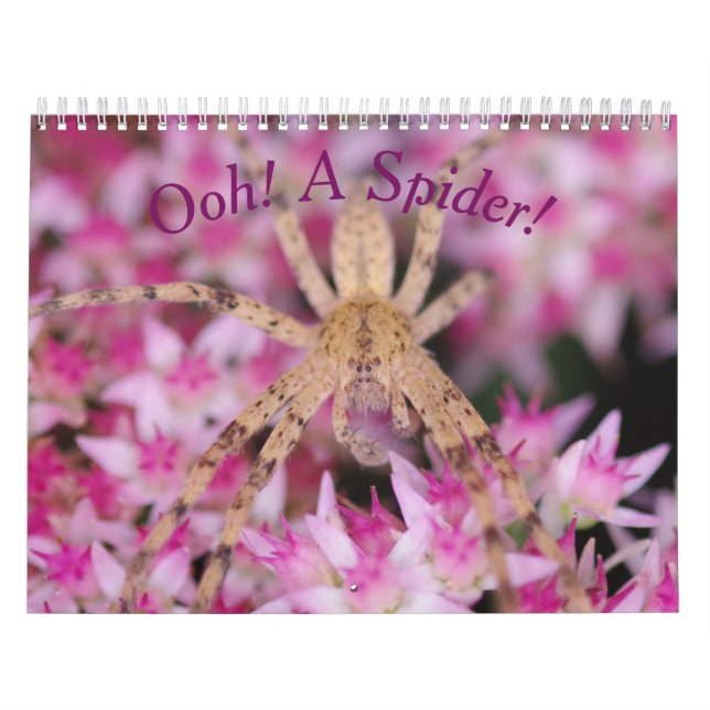 Ooh, eine Spinne! Kalender (Titelbild)