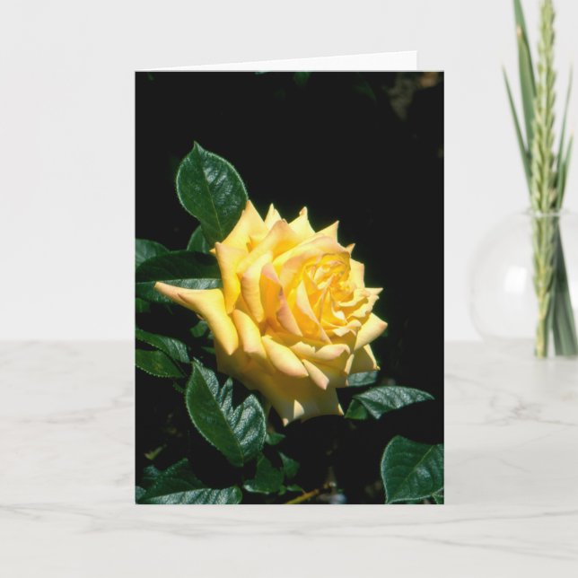Opa Dickson Hybrid-Tee-Rose Feiertagskarte (Vorderseite)