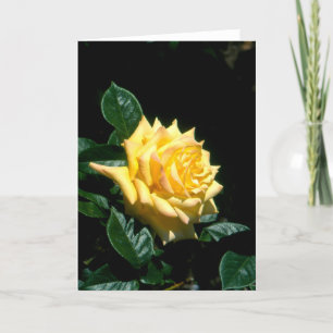 Opa Dickson Hybrid-Tee-Rose Feiertagskarte