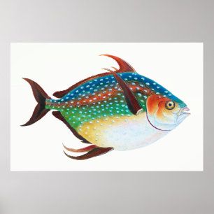 Opah, Fischillustration, Edward Donovan, Poster