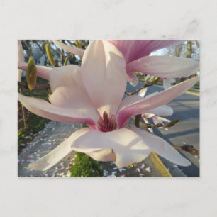 Open Magnolia Postkarte