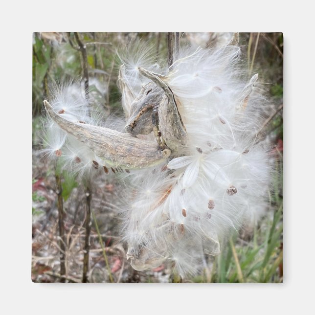 Open Milkweed Pods | Samen mit Seide | Büro Magnet (Vorne)