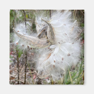 Open Milkweed Pods   Samen mit Seide   Magnet