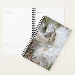 Open Milkweed Pods Samen mit Seide Planer