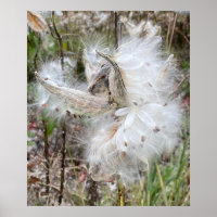 Open Milkweed Pods | Samen mit Seide |