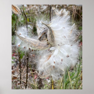 Open Milkweed Pods   Samen mit Seide   Poster