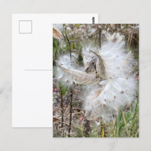 Open Milkweed Pods   Samen mit Seide   Postkarte