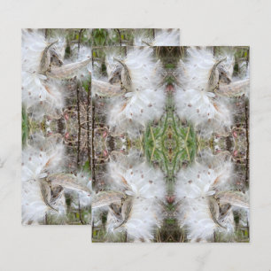 Open Milkweed Pods   Samen mit Seide   Scrapbook