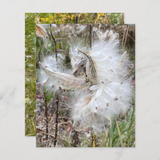 Open Milkweed Pods | Samen mit Seide | Scrapbook (Vorne/Hinten)