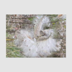 Open Milkweed Pods   Samen mit Seide   Seidenpapier