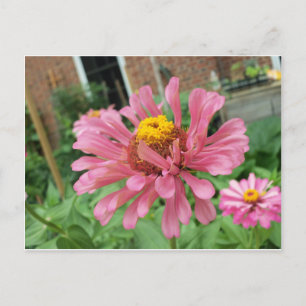 Open Pink Zinnia Postkarte