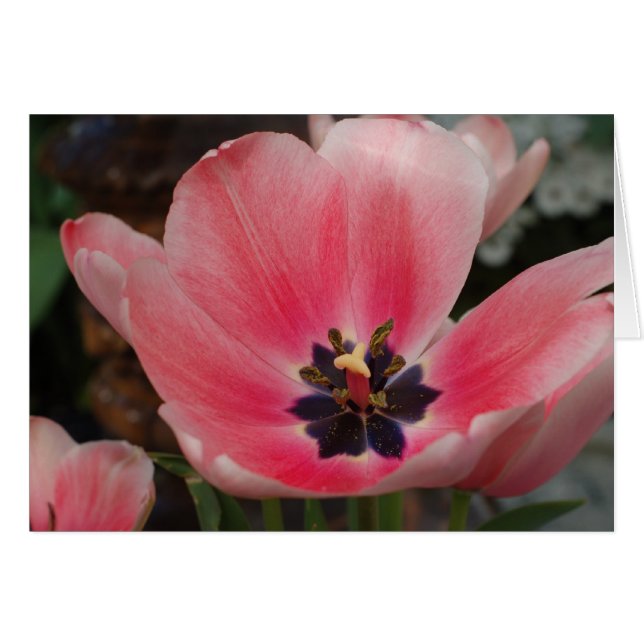 Open Tulip (Vorderseite (Horizontal))