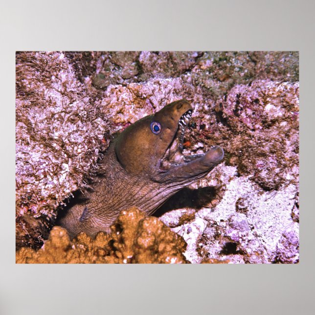 Open Wide Poster (Vorne)