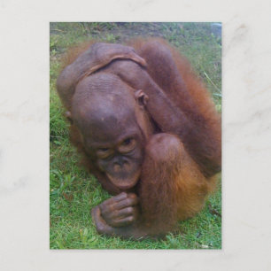 Opfer des illegalen Handels mit Wildtieren Postkarte