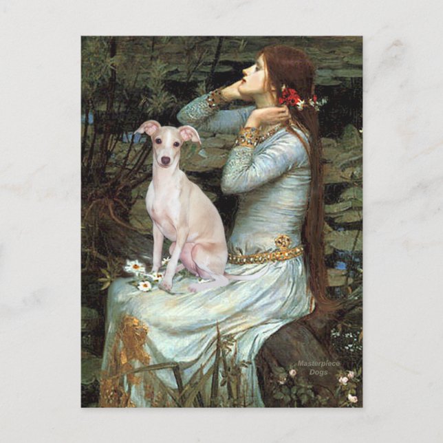 Ophelie - Italienischer Grauhund 5 Postkarte (Vorderseite)