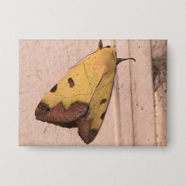 Ophiusa tirhaca, der grüne Drachen Button