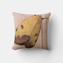 Ophiusa tirhaca, der grüne Drachen Kissen