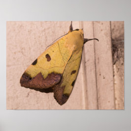 Ophiusa tirhaca, der grüne Drachen Poster