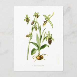 Ophrys araneifera postkarte