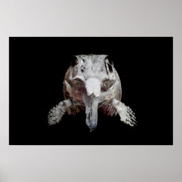 Ophthalmosaurus Poster