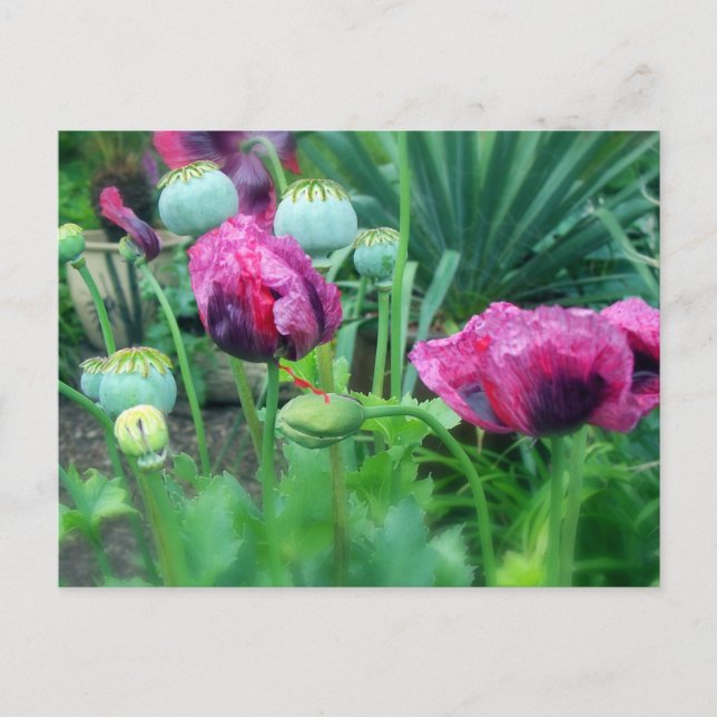 Opium Poppies Postkarte (Vorderseite)