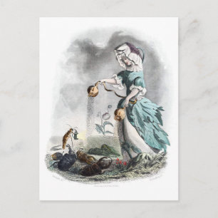 Opium Poppy Postkarte