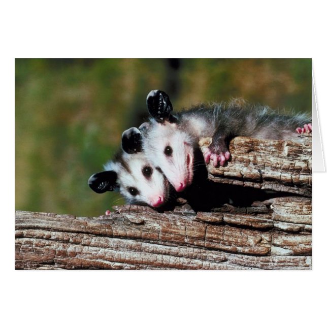 Opossum (Vorderseite (Horizontal))