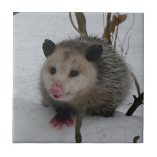 Opossum Fliese
