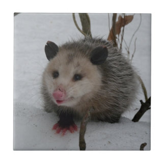 Opossum Fliese