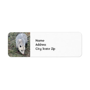 Opossum-Foto