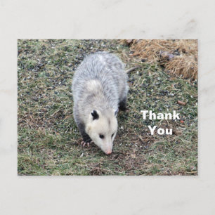 Opossum-Foto Danke Postkarte