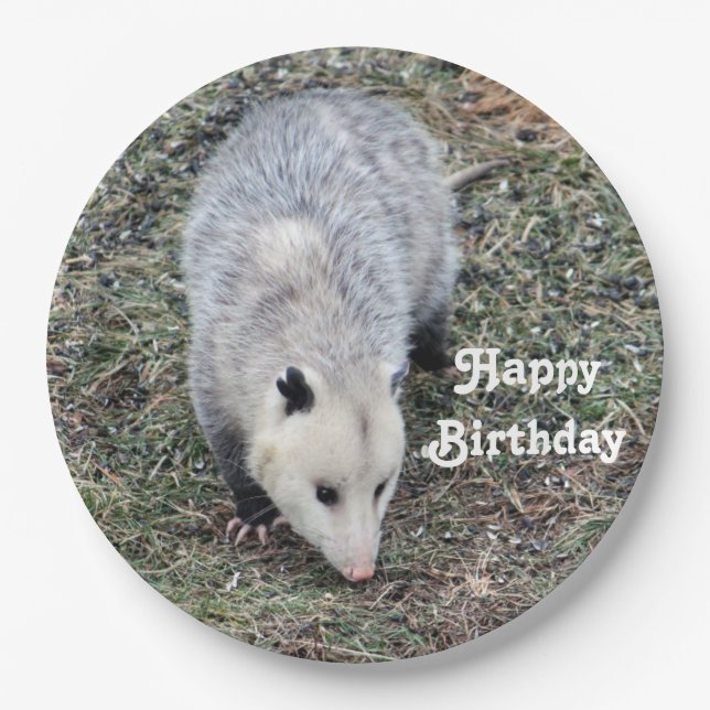 Opossum Foto Geburtstag Pappteller (Vorderseite)