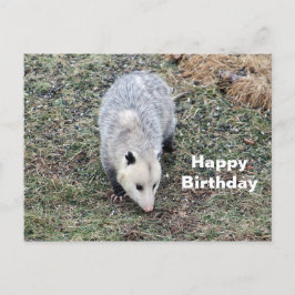 Opossum Foto Geburtstag Postkarte