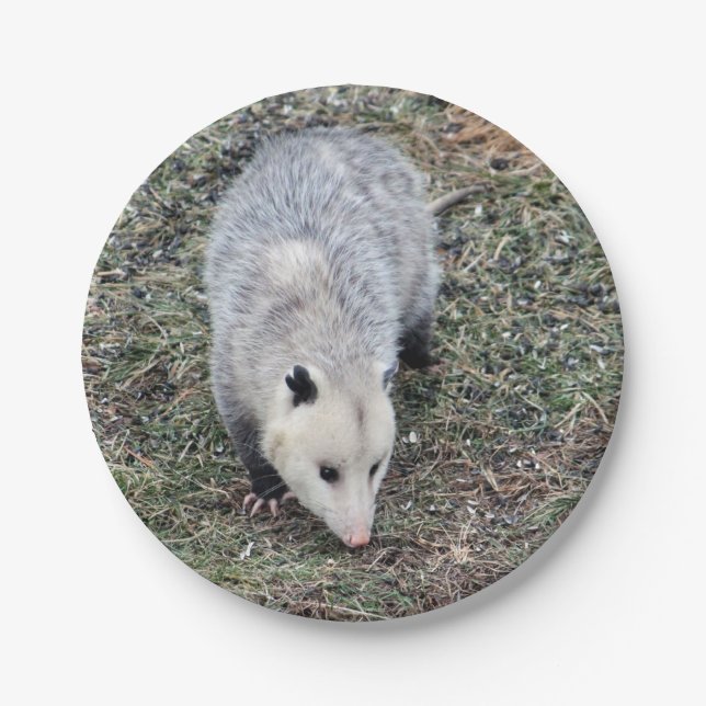 Opossum-Foto Pappteller (Vorderseite)