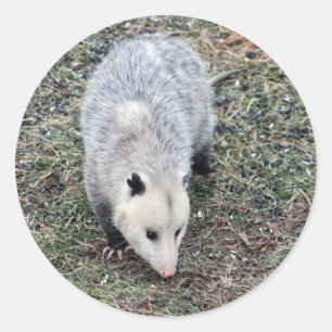 Opossum-Foto Runder Aufkleber