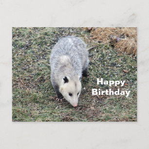 Opossum-Foto zum Geburtstag Postkarte