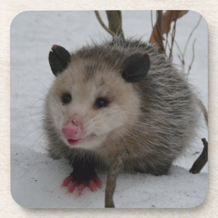Opossum Getränkeuntersetzer