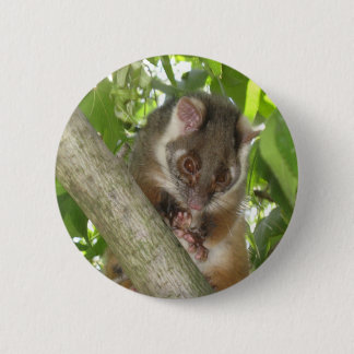 Opossum in einem Baum Button