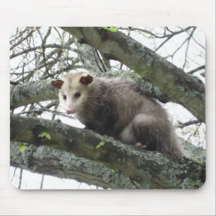 Opossum in einem Baum Mousepad