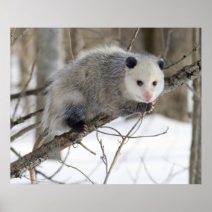 Opossum-Liebe Poster