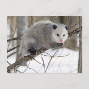 Opossum-Liebe Postkarte