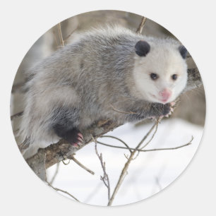 Opossum-Liebe Runder Aufkleber
