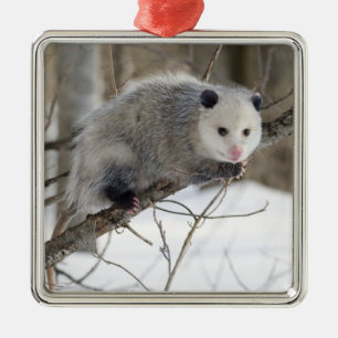 Opossum-Liebe Silbernes Ornament