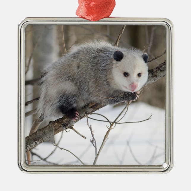 Opossum-Liebe Silbernes Ornament (Vorne)