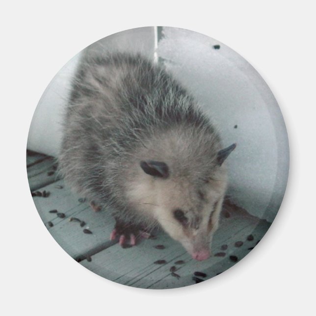Opossum Magnet (Vorne)